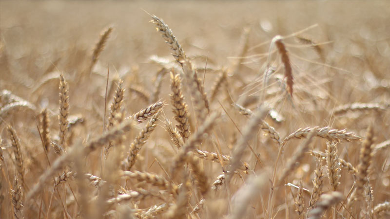 Impianti e ricambi per Industria Alimentare, Mulini e Mangifici